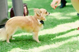 7-tips-pets-weddings