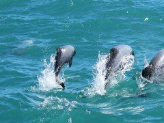 Dolphin & Wildlife Cruise