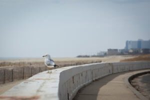 elope in nj or new jersey